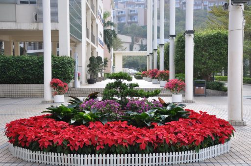 , Yantian Foreign Language School, SDE Seadragon Education