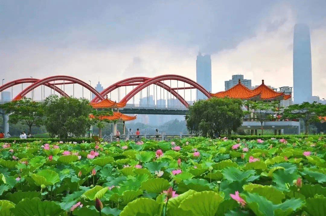 , Life in China – How Green is Shenzhen?, SDE Seadragon Education